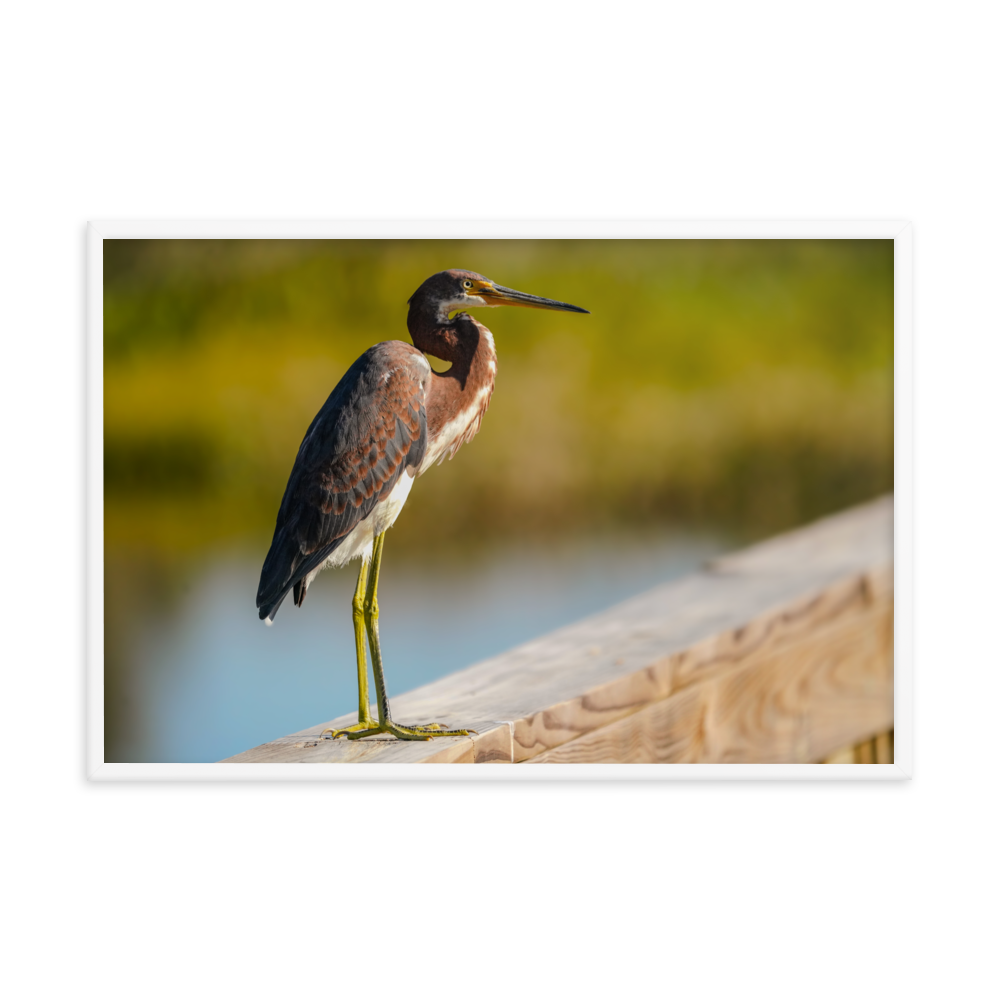 "Tricolor Crane in the Sunlight" Framed photo paper poster