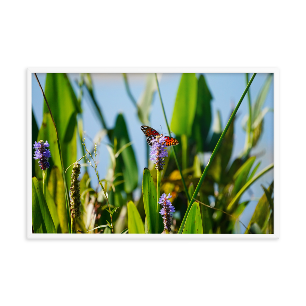 "Butterfly Feast" Framed photo paper poster