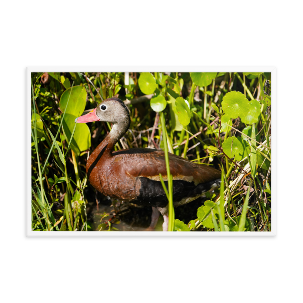 "Cute Little Whistling Duck" Framed photo paper poster