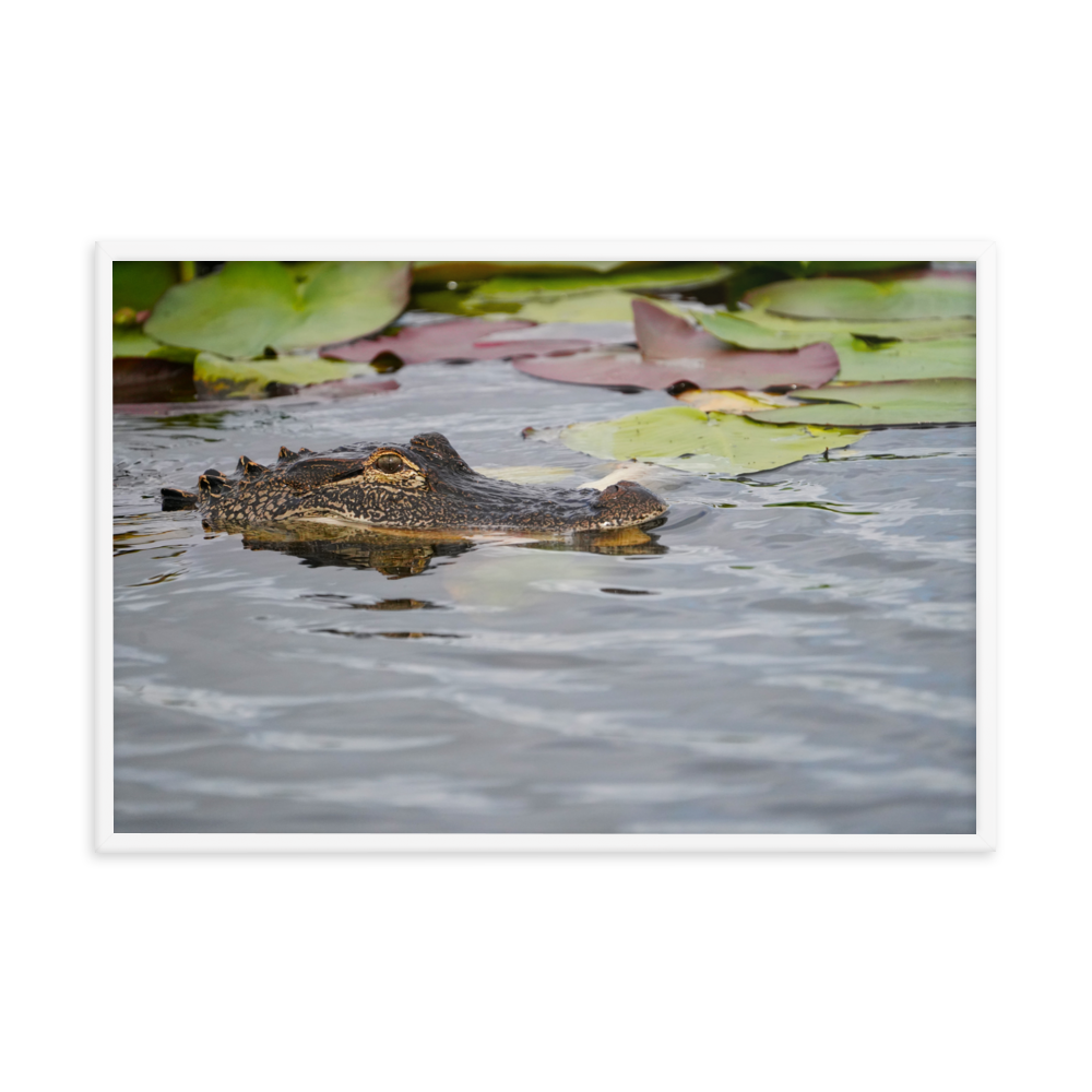 "Gator in Waiting" Framed photo paper poster