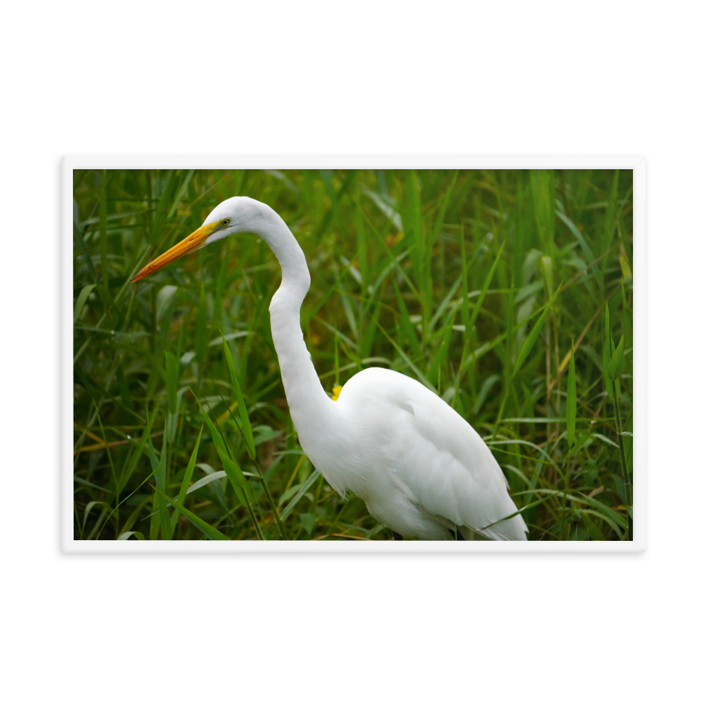 "White Crane in the Green Grass" Framed photo paper poster