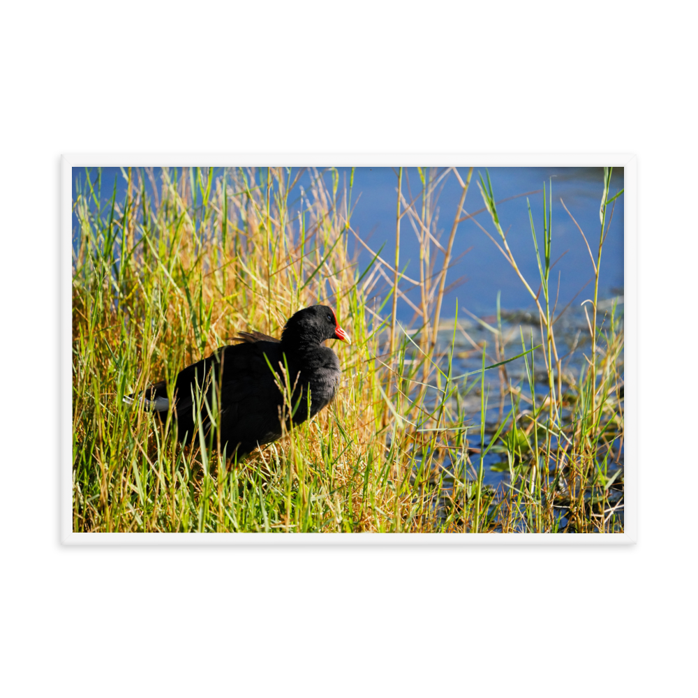 "Moorhen in the Golden Reeds" Framed photo paper poster