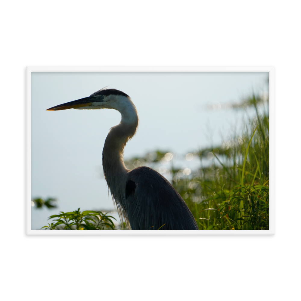 "Pensive Great Blue Heron" Framed photo paper poster