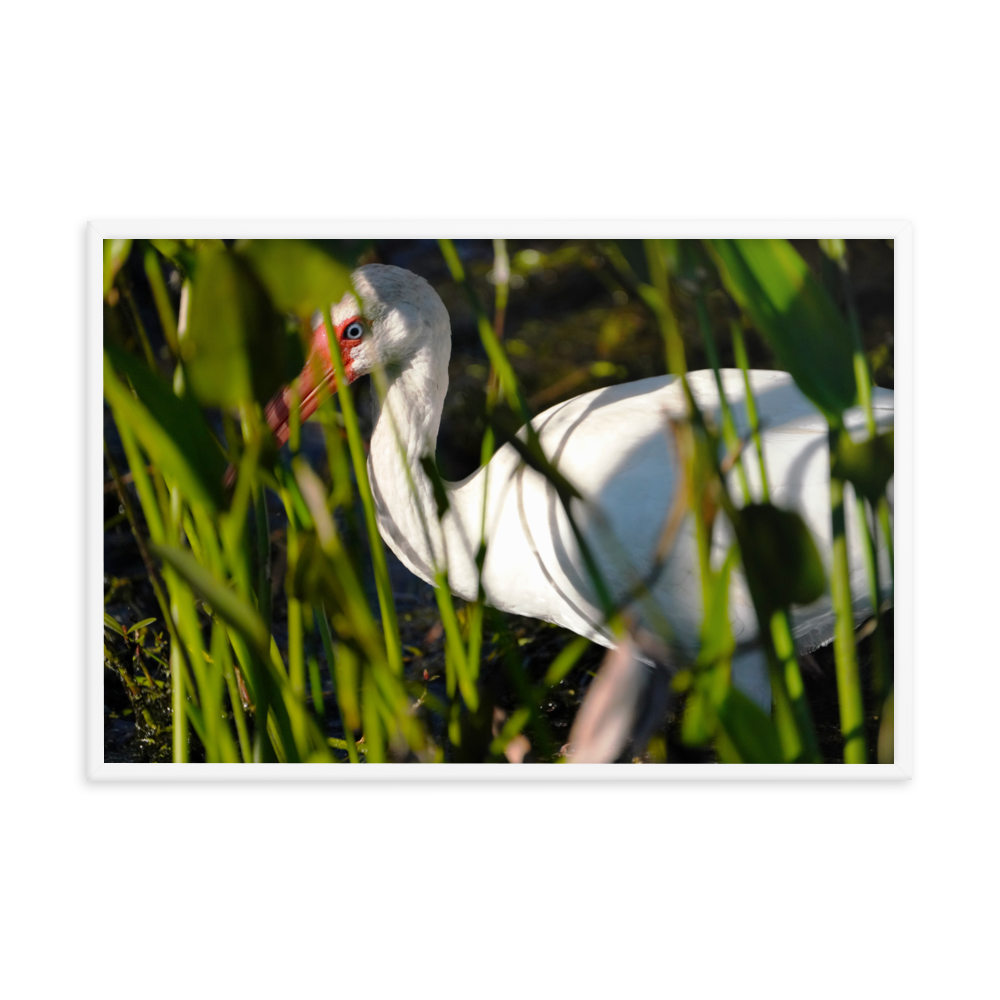 "Blue-eyed Ibis" Framed photo paper poster