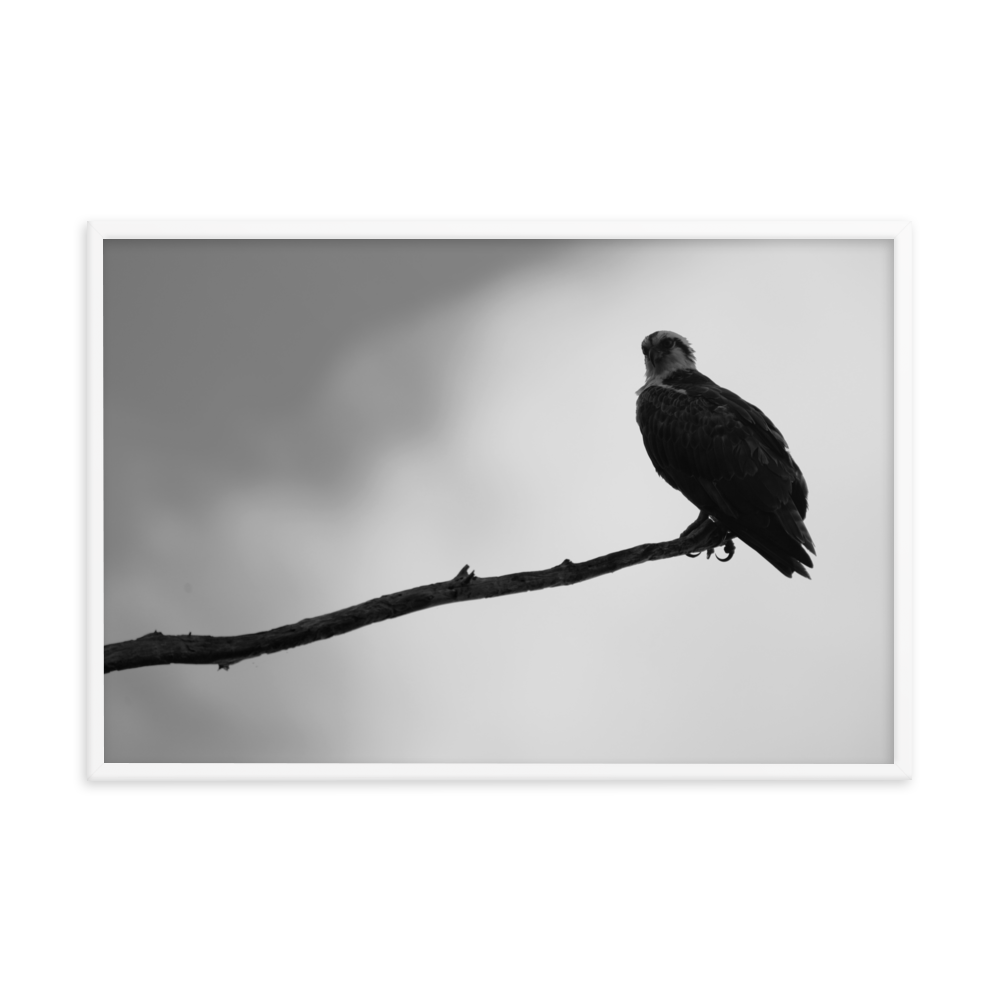 "Osprey in the Gloom" Framed photo paper poster