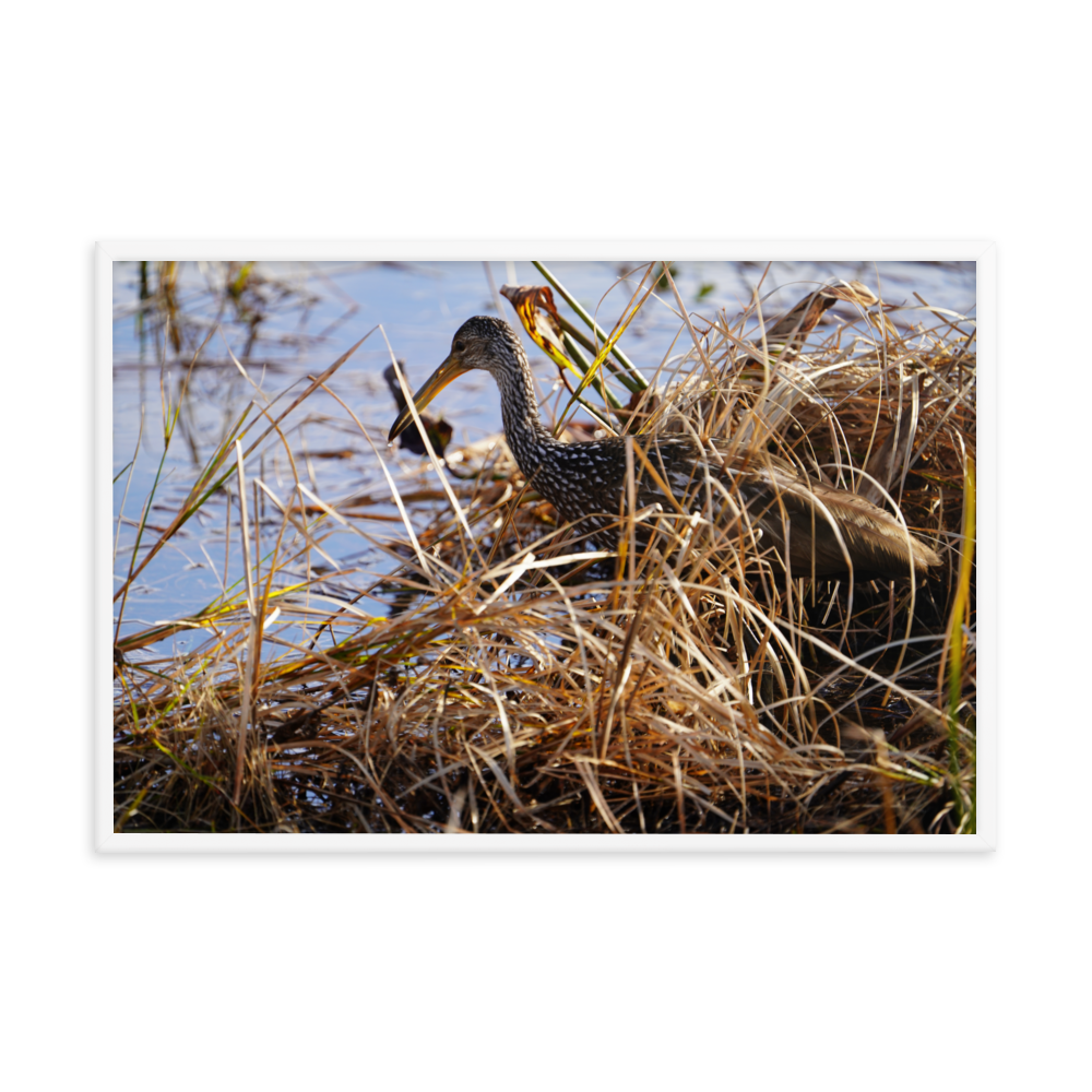 "Limpkin in the Shallows" Framed photo paper poster