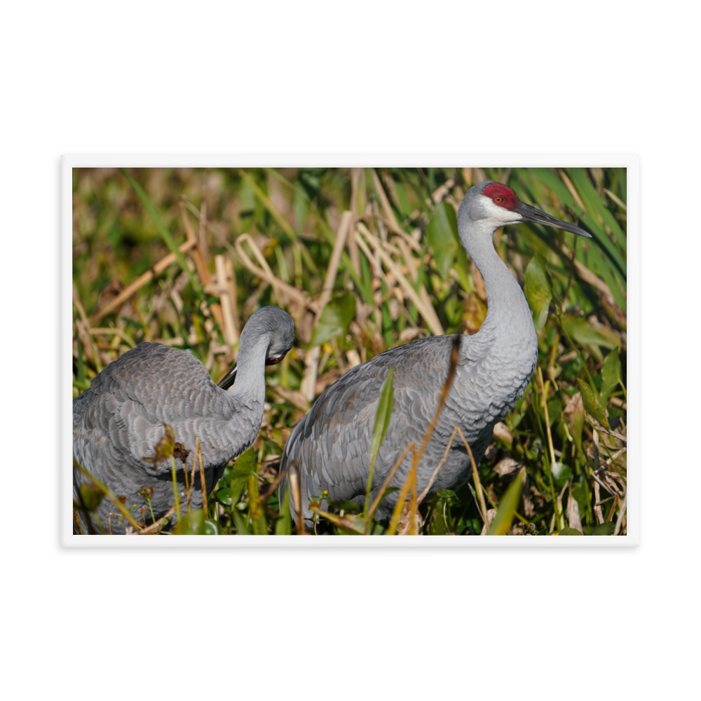 "Sandhills in the Morning" Framed photo paper poster