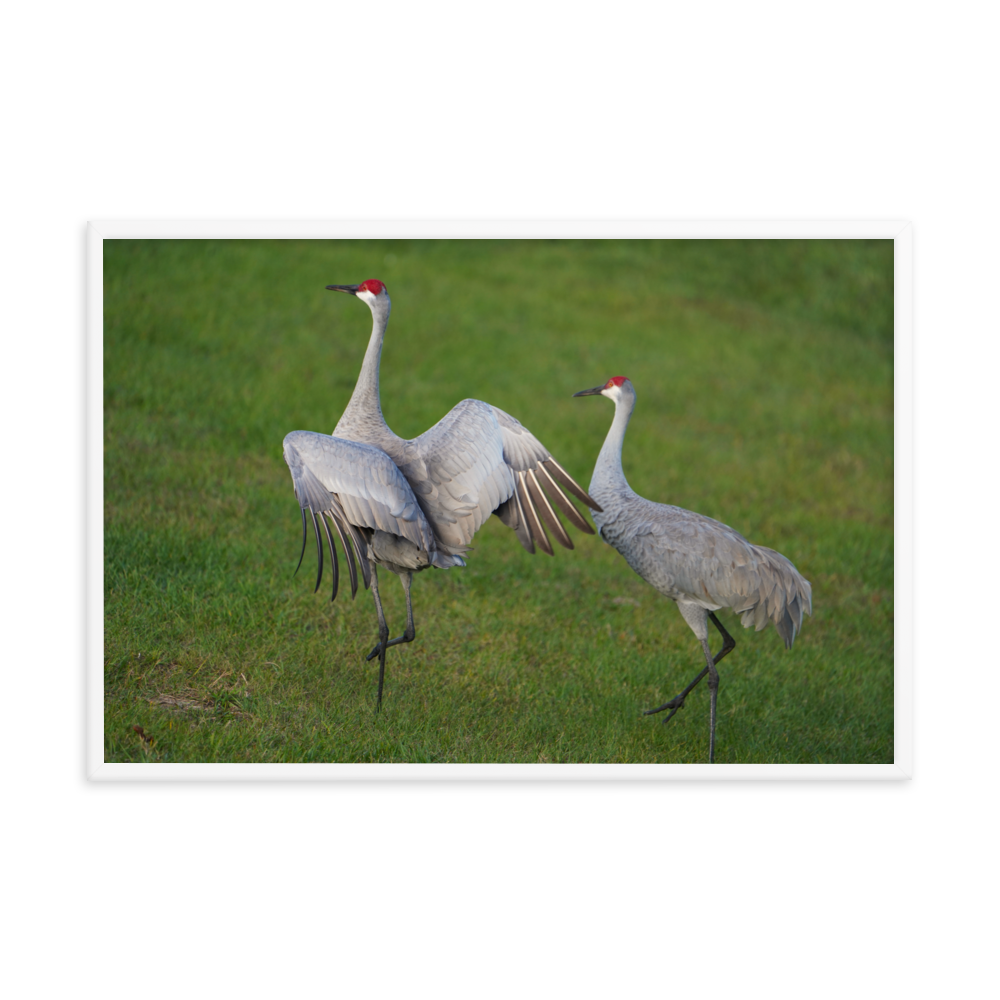 "Step Lively" Framed photo paper poster