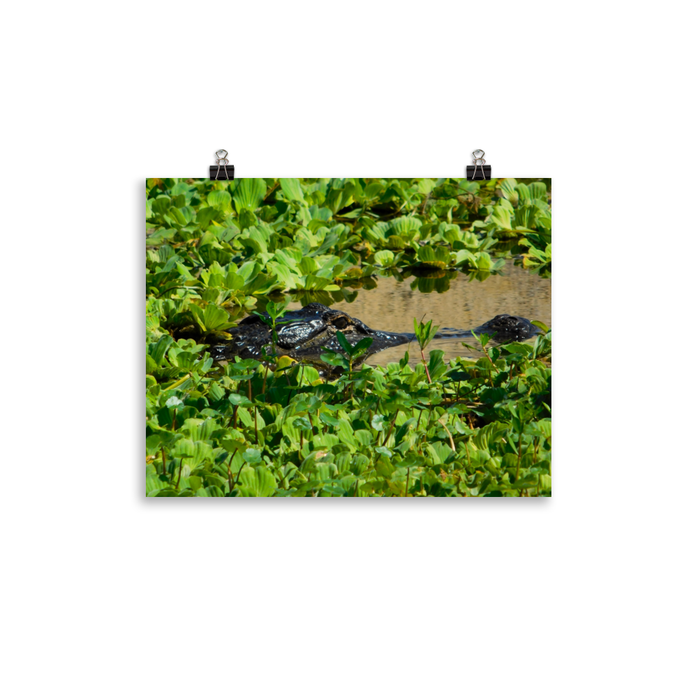 "Gatorflage" Photo paper poster