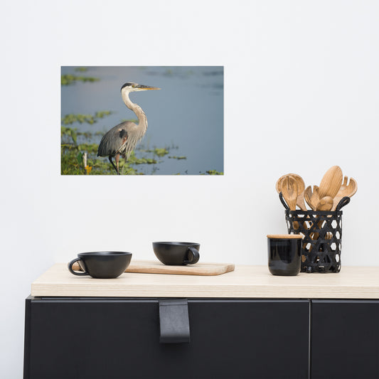 "Great Blue Heron Posing" Photo paper poster