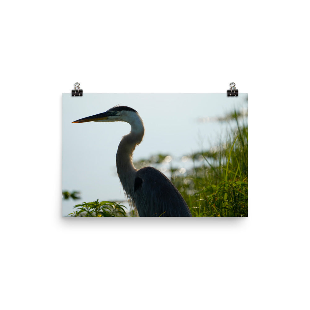 "Pensive Great Blue Heron" Photo paper poster