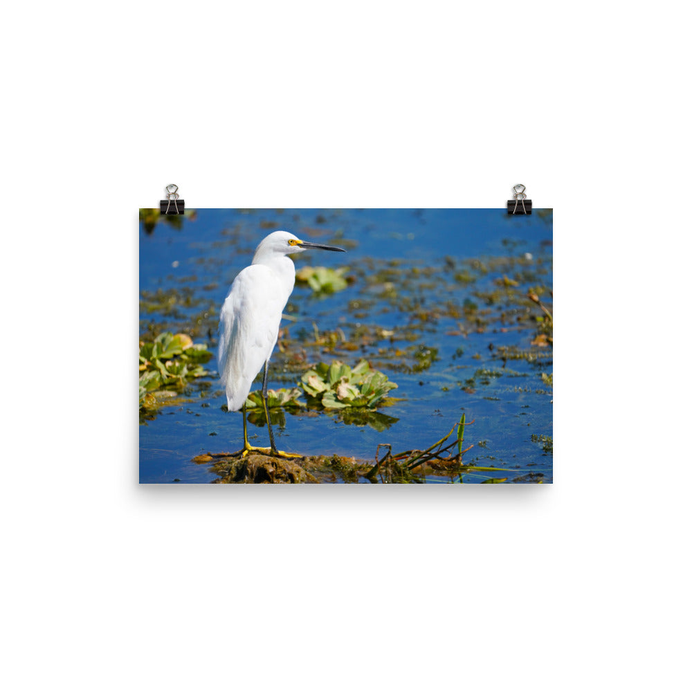 "Snowy Egret on the Water" Photo paper poster