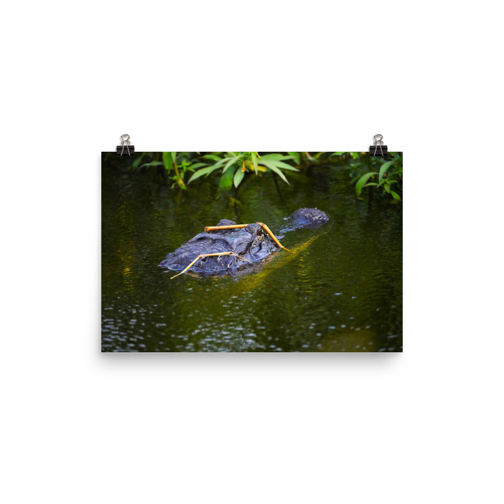 "Gator in Disguise" Photo paper poster