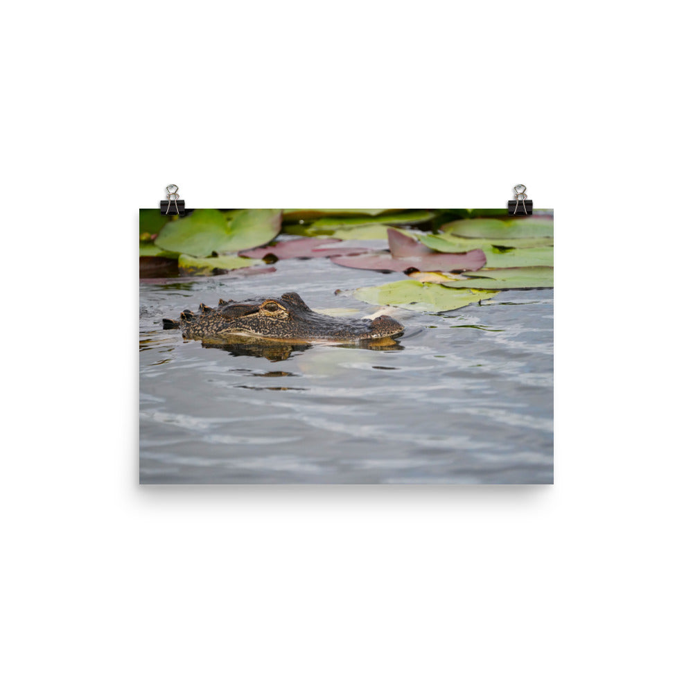 "Gator in Waiting" Photo paper poster