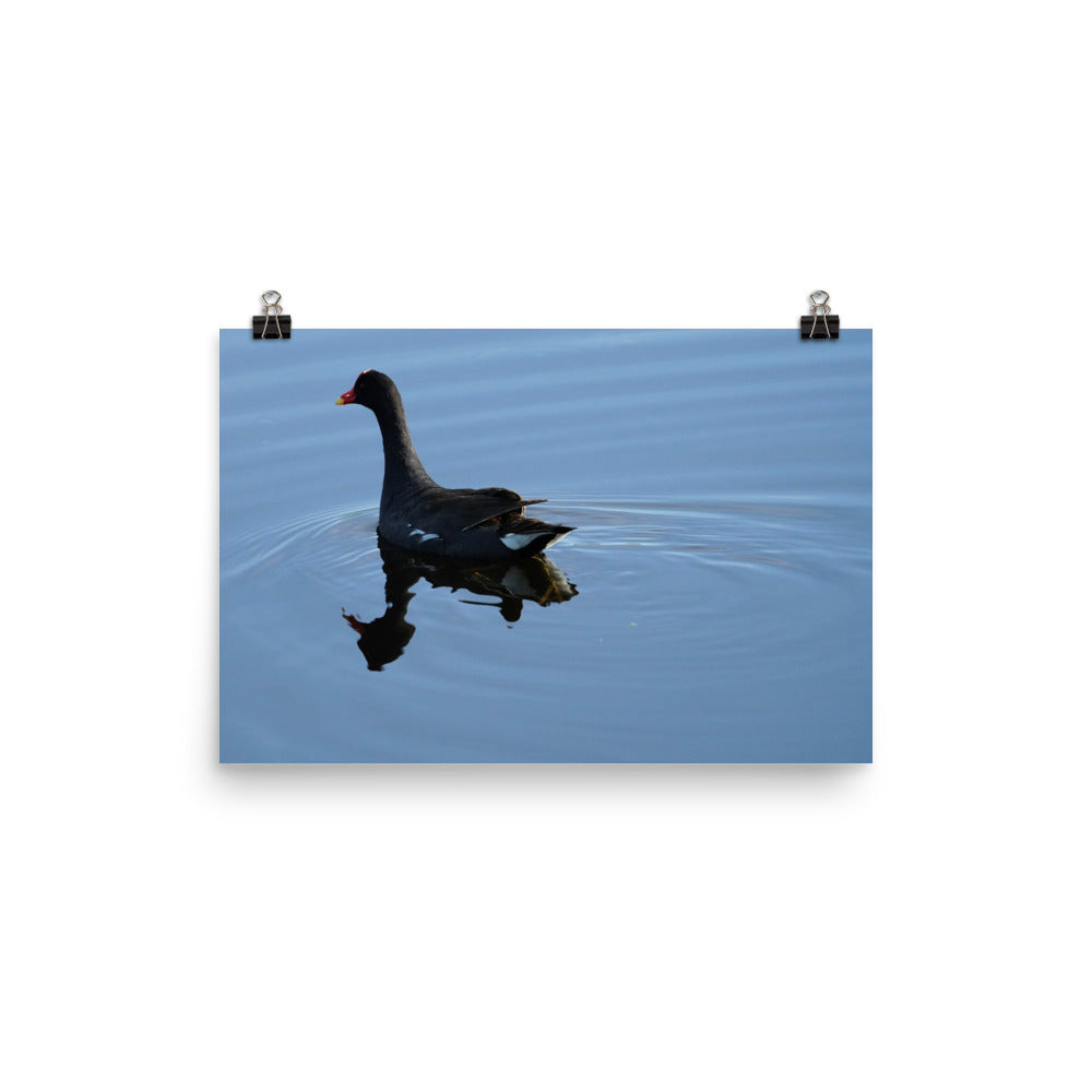 "Moorhen on the Blue" Photo paper poster