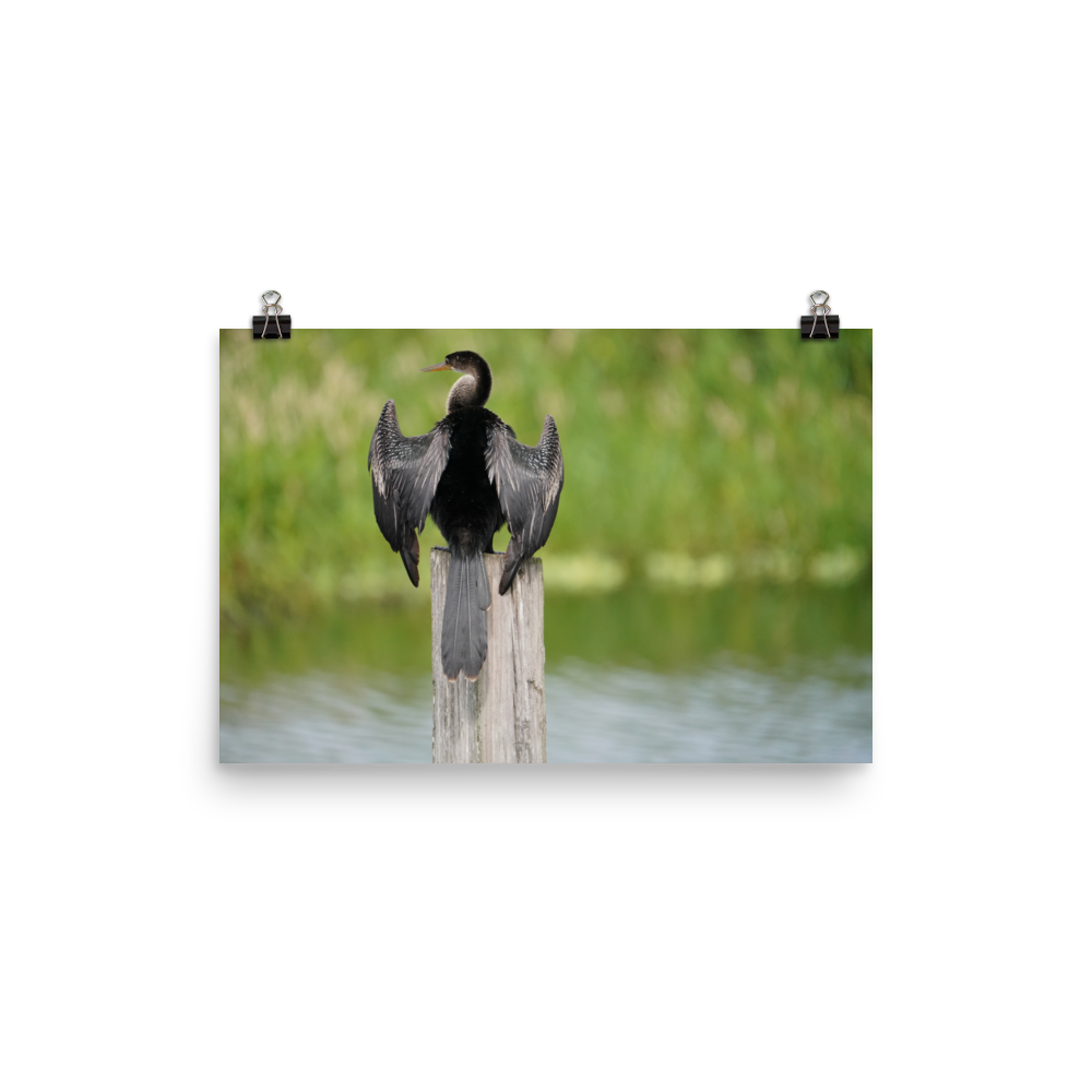 "Anhinga at Its Post" Photo paper poster