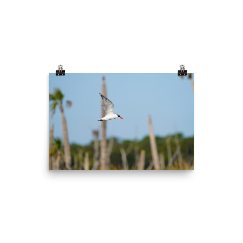 "Its Tern to Fly" Photo paper poster