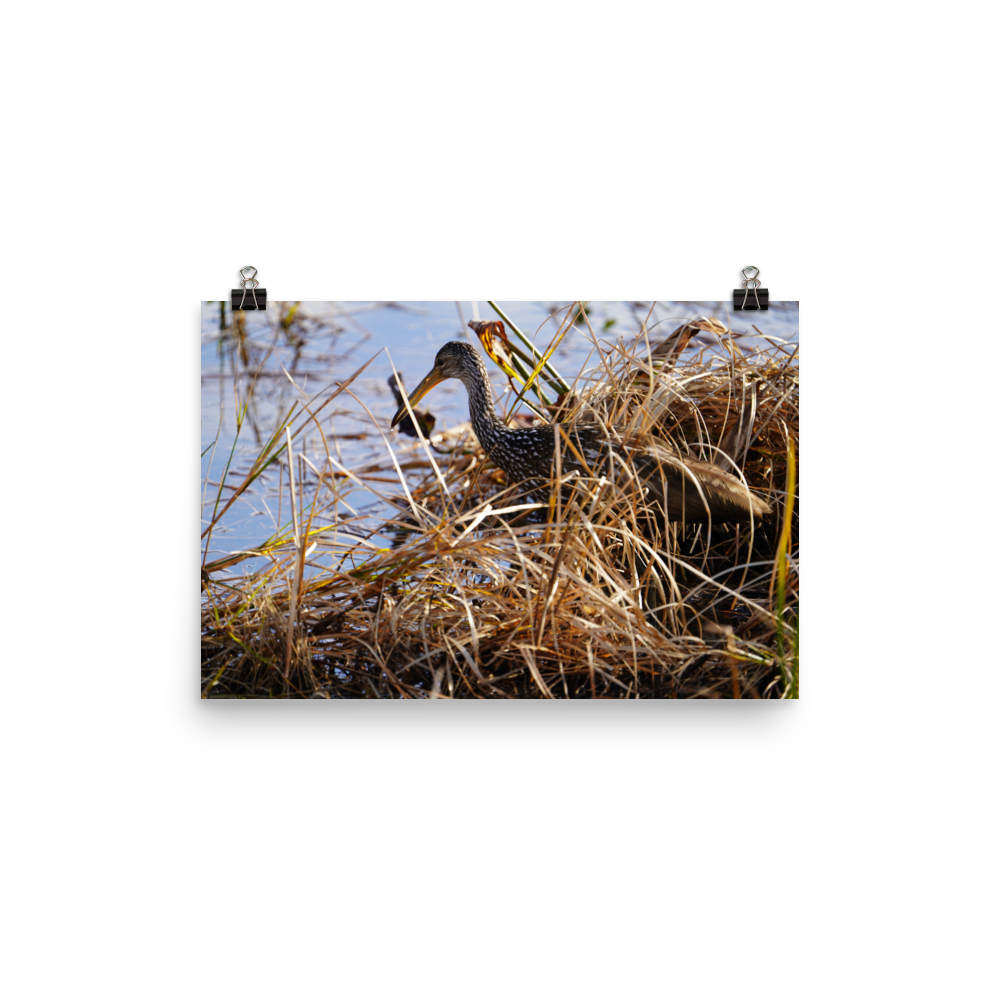 "Limpkin in the Shallows" Photo paper poster