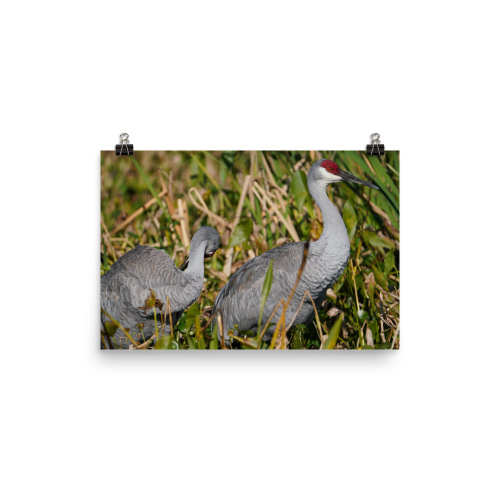 "Sandhills in the Morning" Photo paper poster