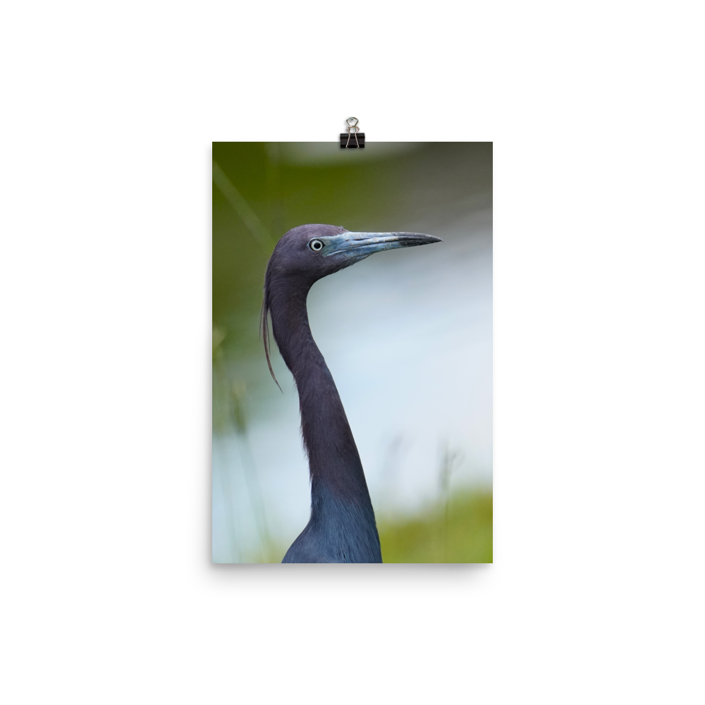 "Blue in the Face" Photo paper poster