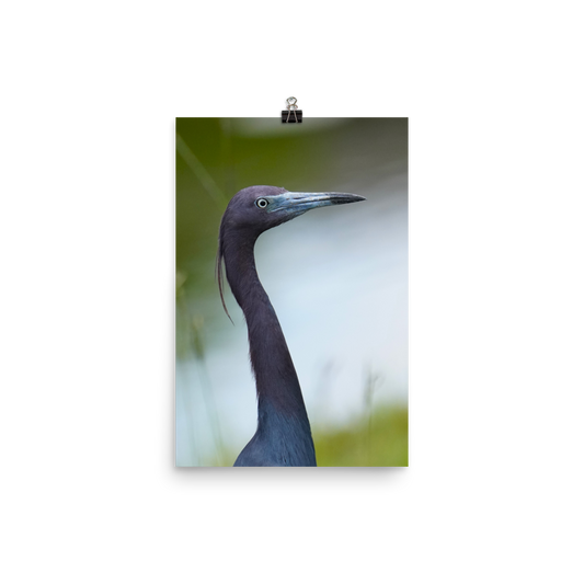 "Blue in the Face" Photo paper poster