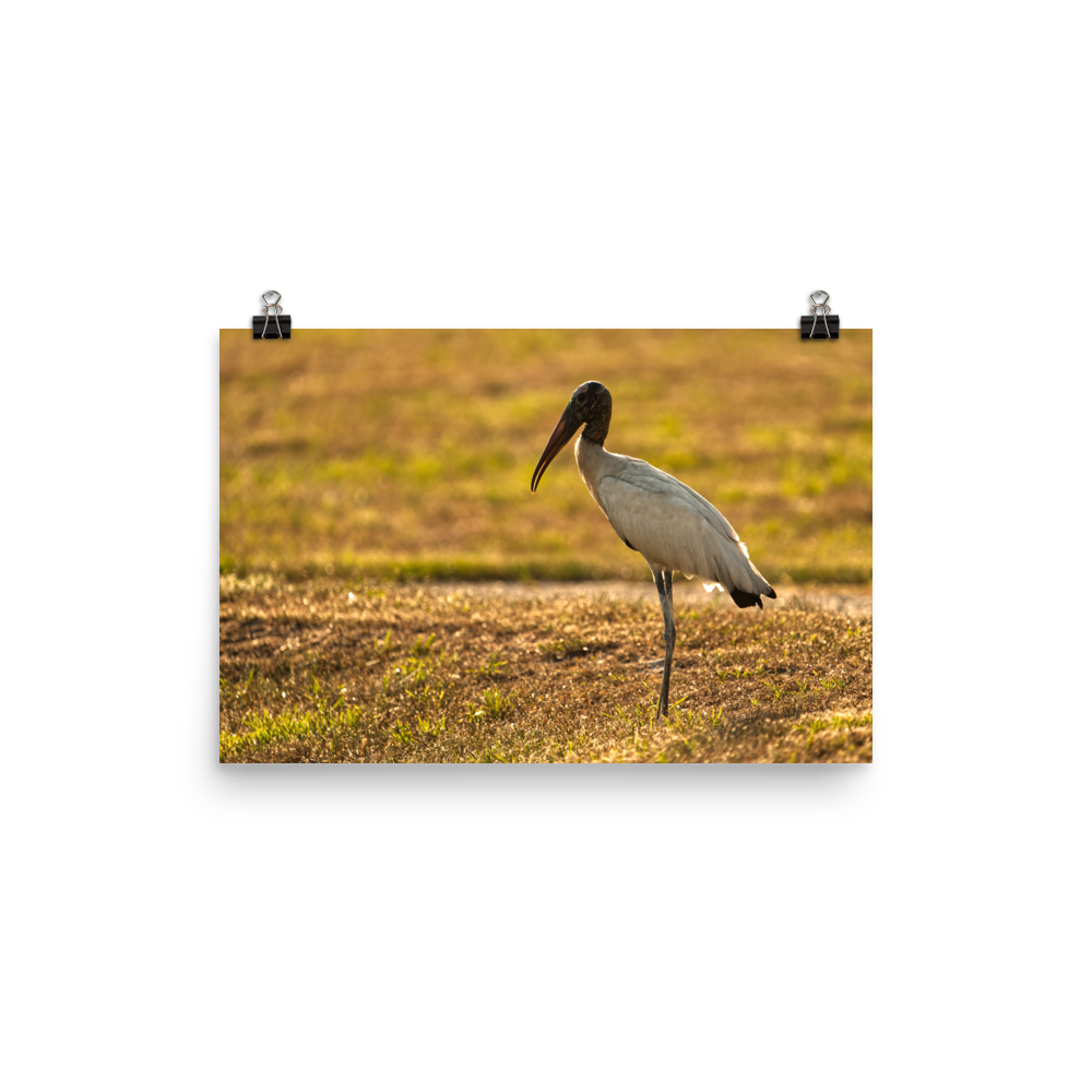 "Good Morning Wood Stork" Photo paper poster