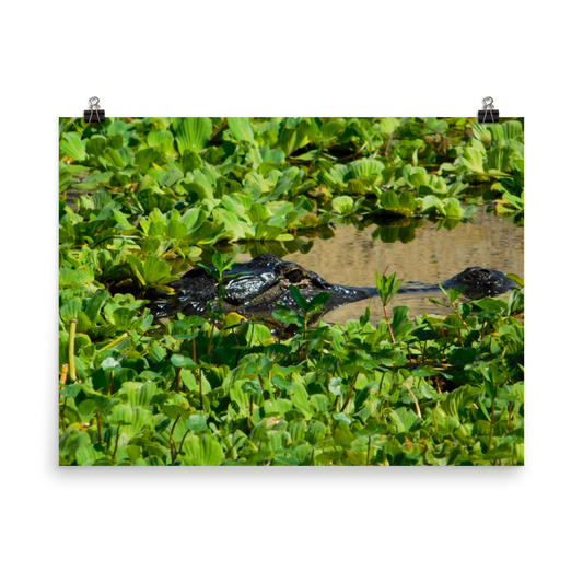 "Gatorflage" Photo paper poster