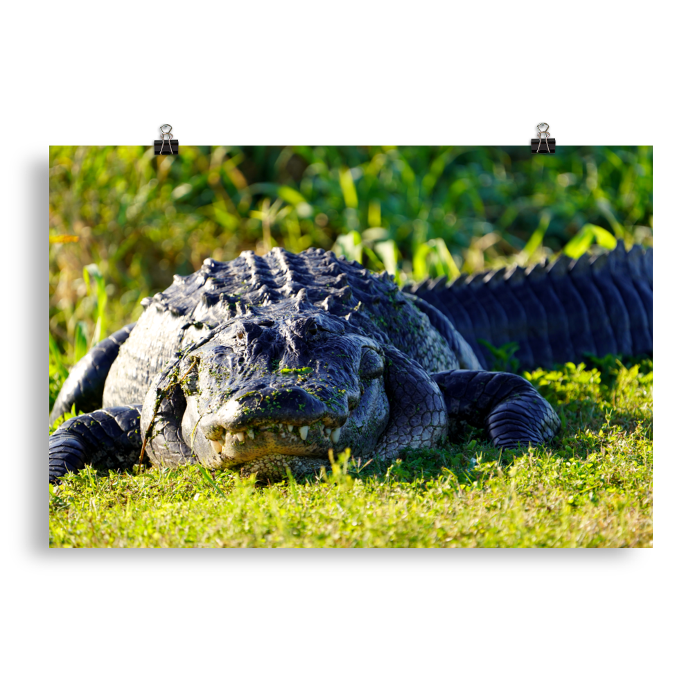 "Chubby Gator" Photo paper poster