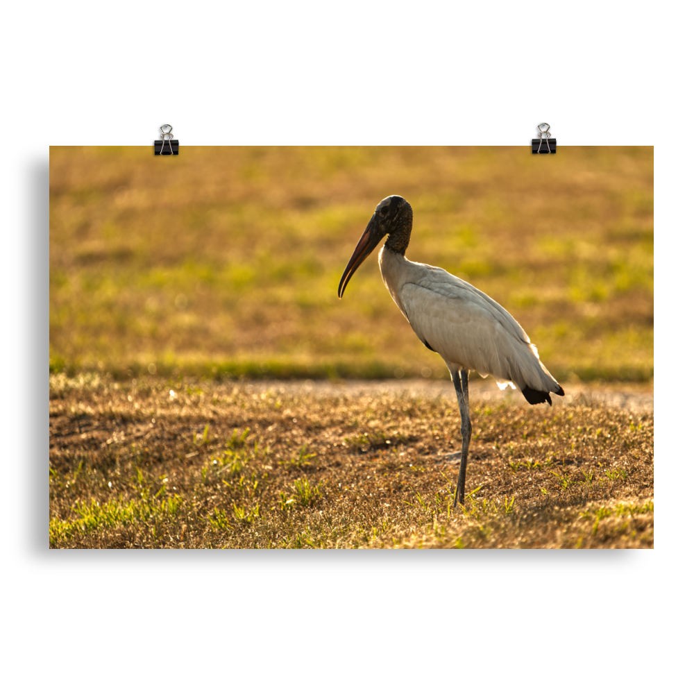 "Good Morning Wood Stork" Photo paper poster