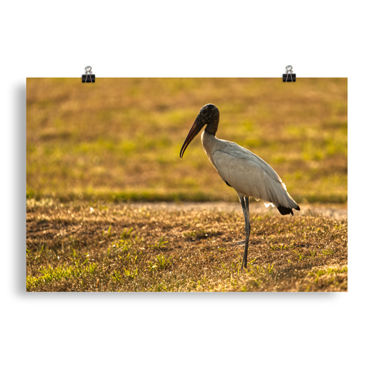 "Good Morning Wood Stork" Photo paper poster