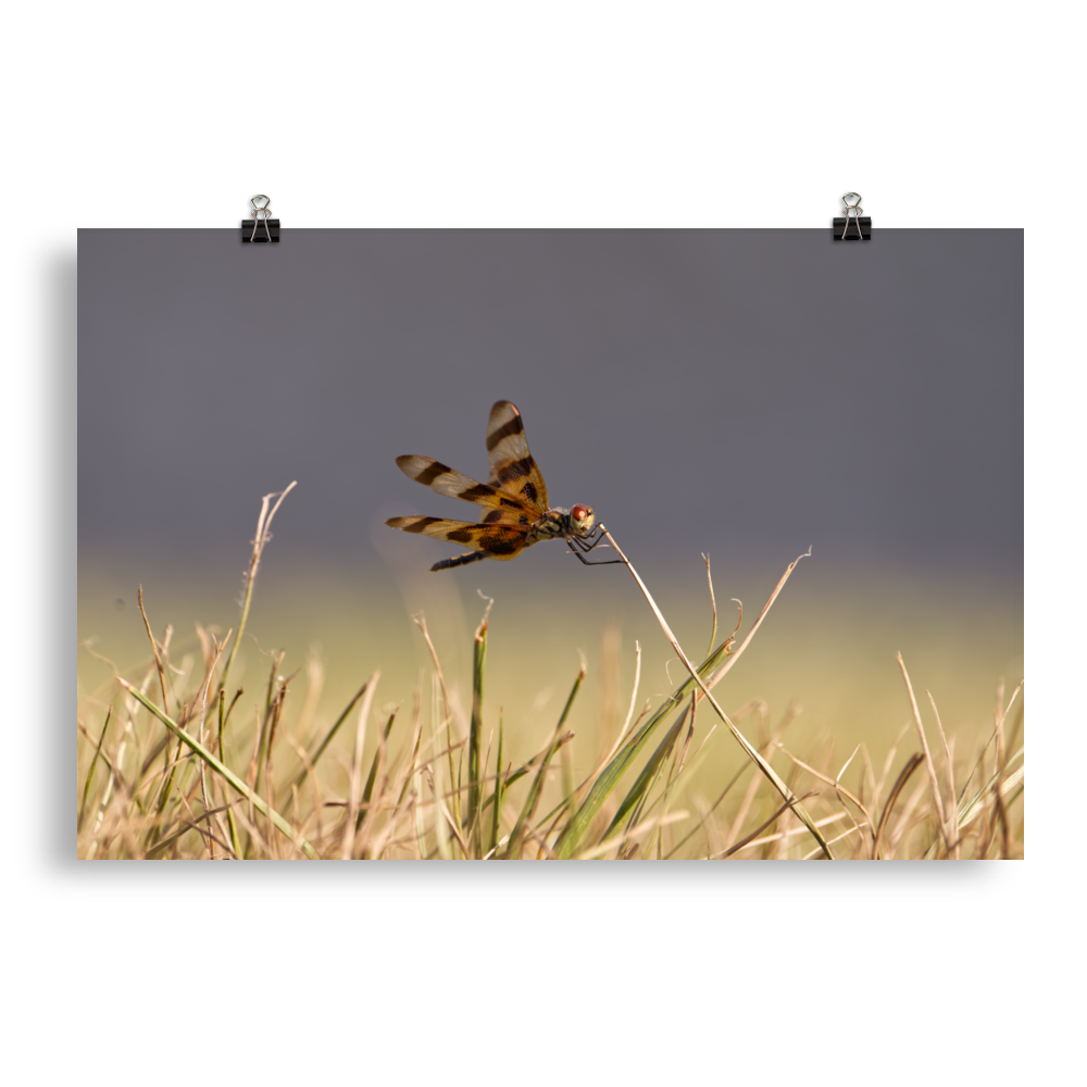 "Dragonfly Hanging On" Photo paper poster