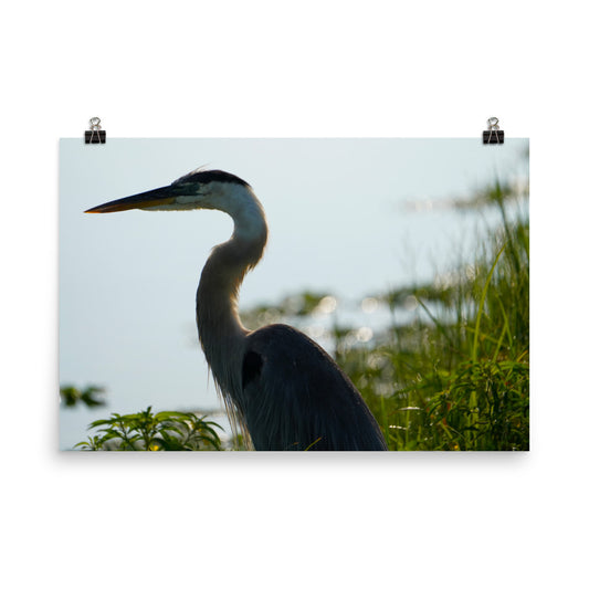 "Pensive Great Blue Heron" Photo paper poster