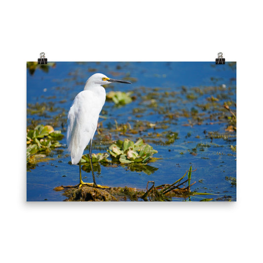 "Snowy Egret on the Water" Photo paper poster