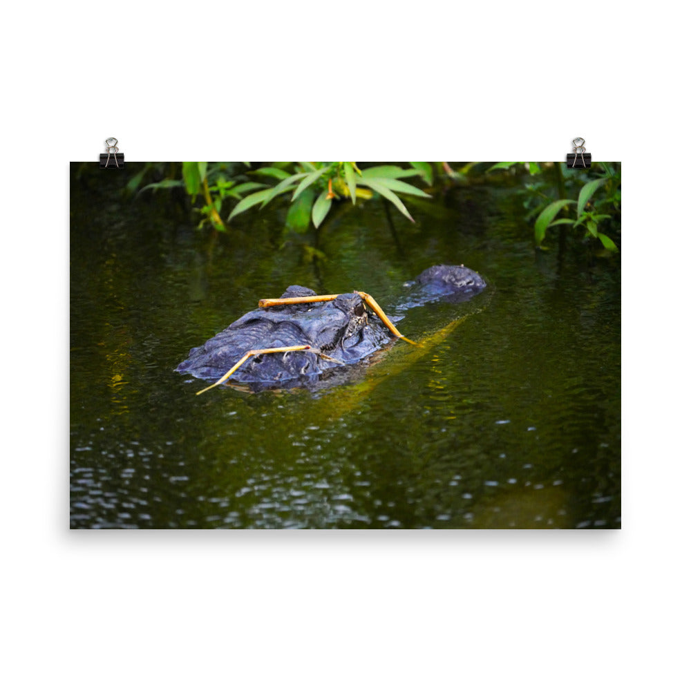 "Gator in Disguise" Photo paper poster