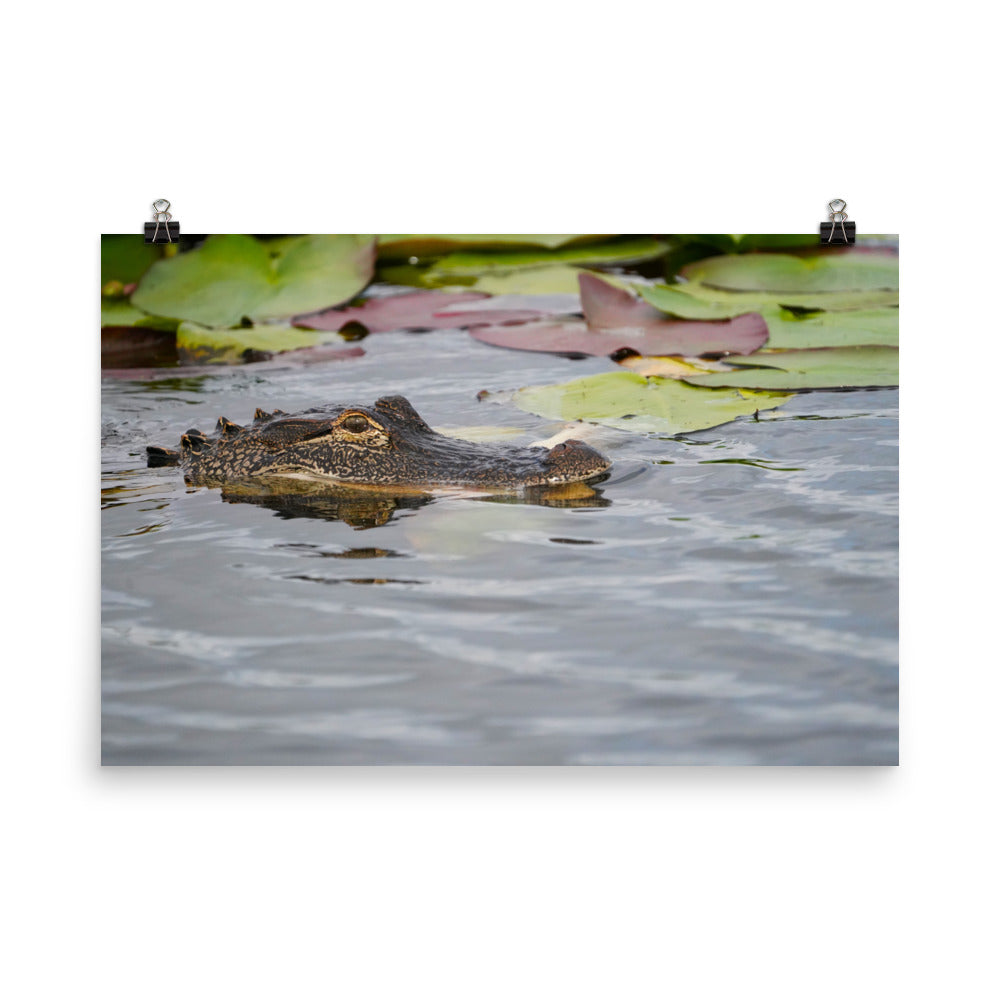 "Gator in Waiting" Photo paper poster