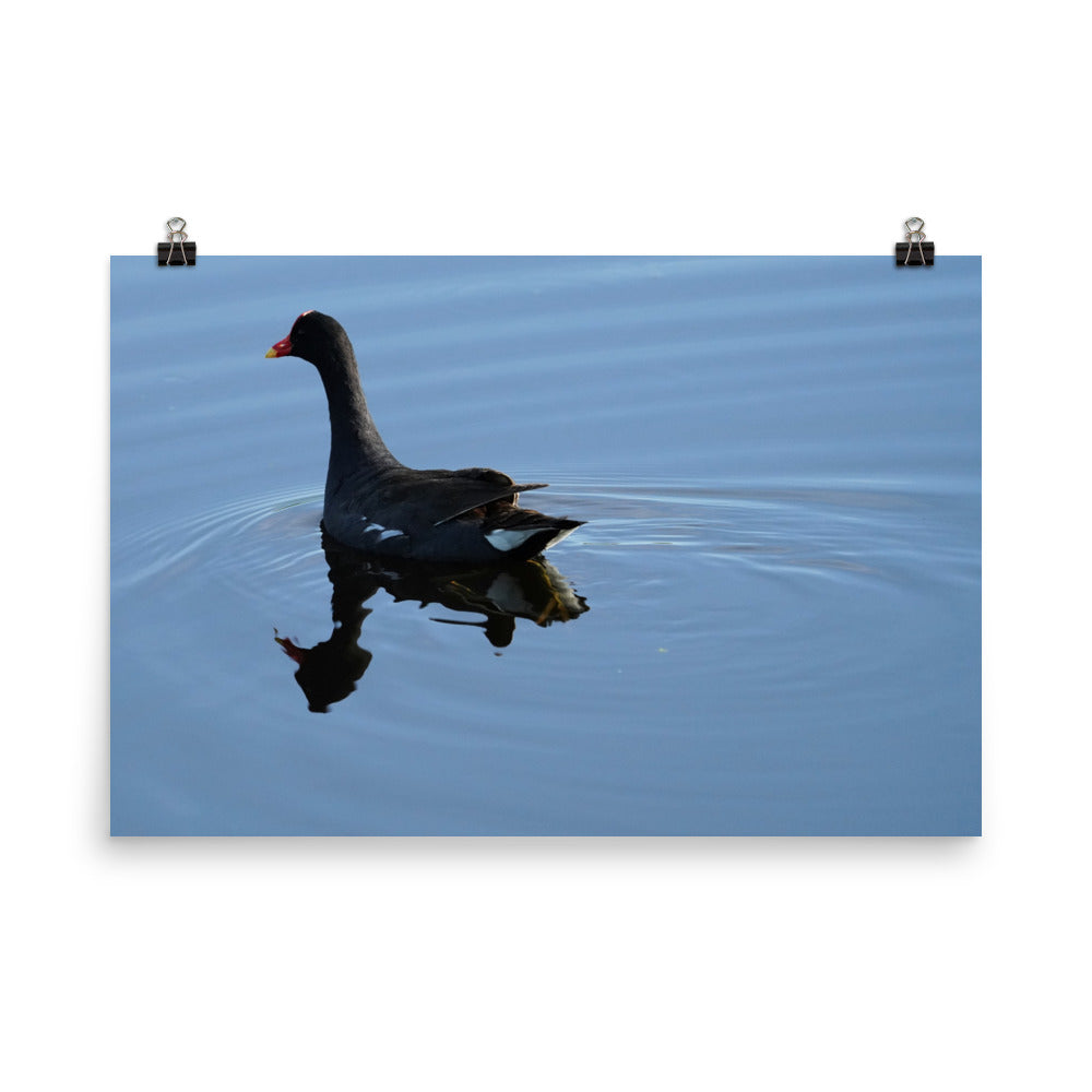 "Moorhen on the Blue" Photo paper poster