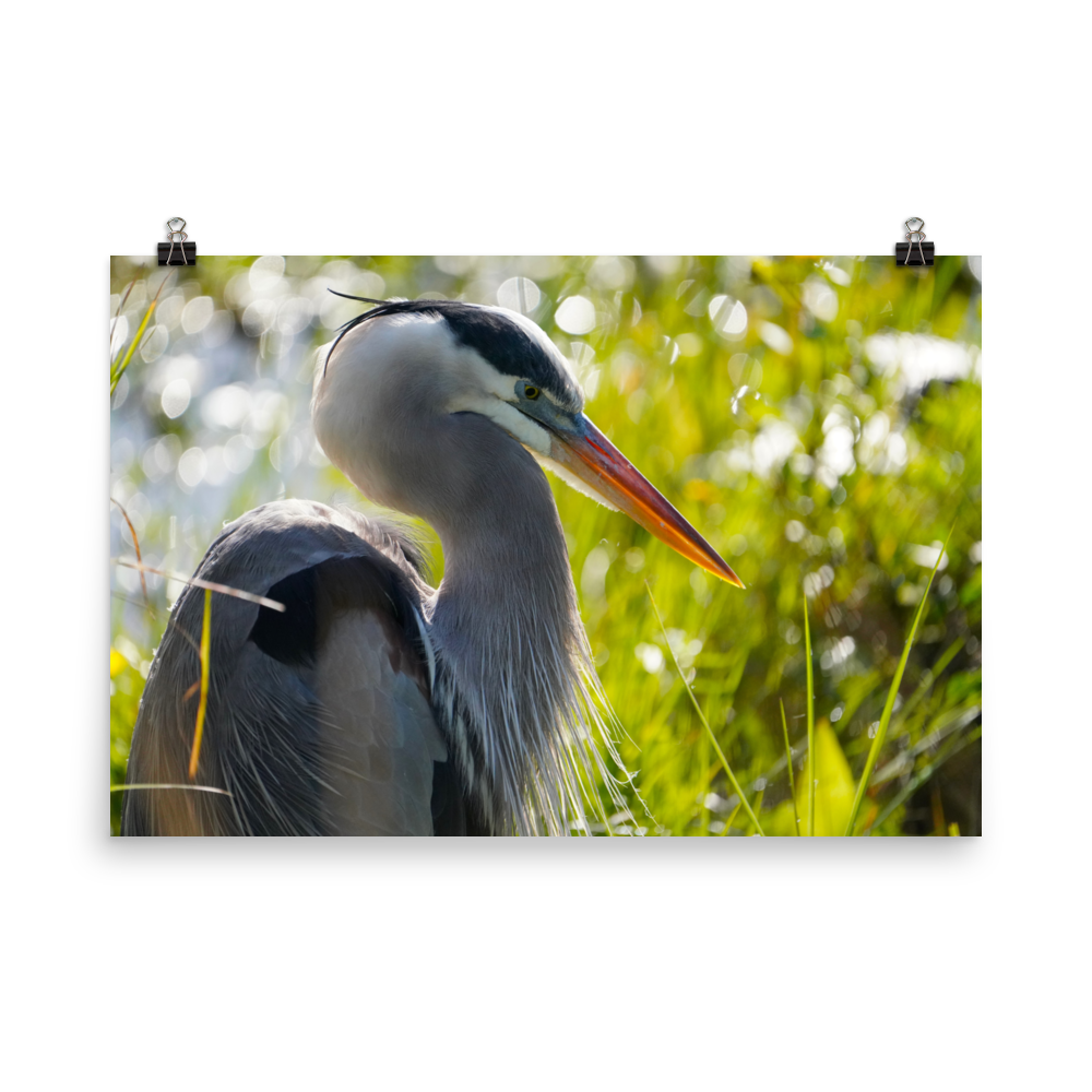 "Heron Essence" Photo paper poster