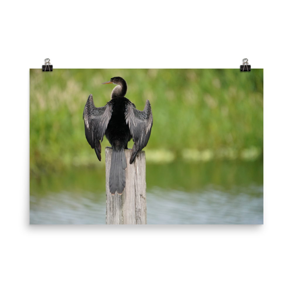 "Anhinga at Its Post" Photo paper poster