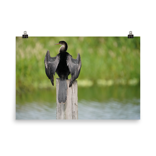 "Anhinga at Its Post" Photo paper poster