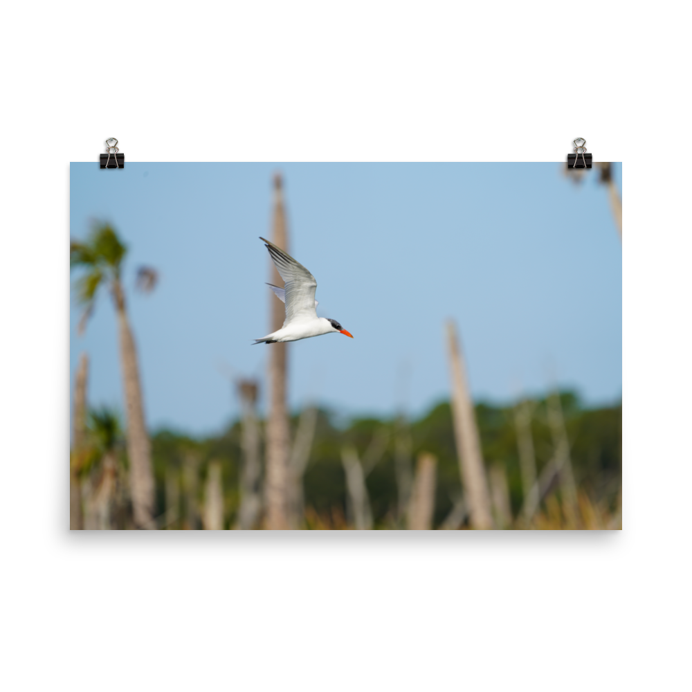 "Its Tern to Fly" Photo paper poster