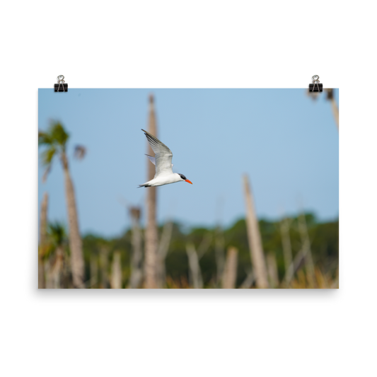 "Its Tern to Fly" Photo paper poster