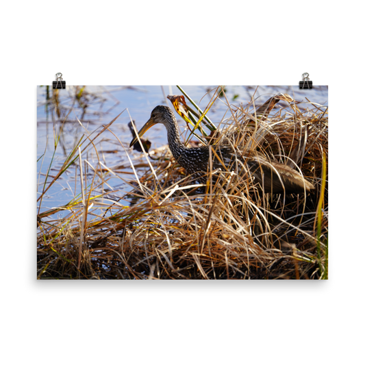 "Limpkin in the Shallows" Photo paper poster