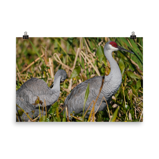 "Sandhills in the Morning" Photo paper poster