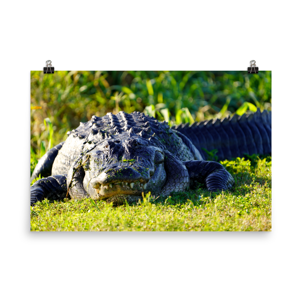 "Chubby Gator" Photo paper poster