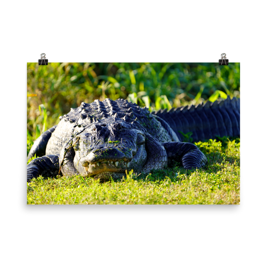 "Chubby Gator" Photo paper poster