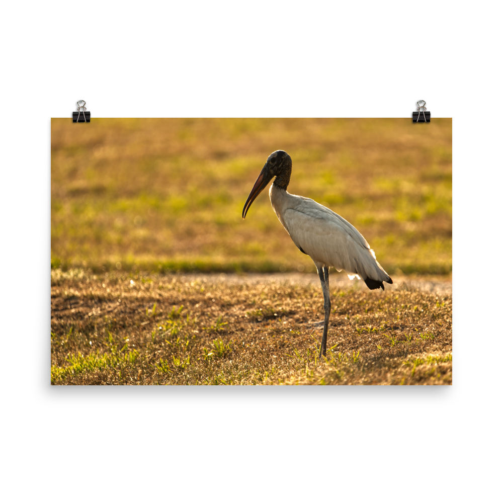 "Good Morning Wood Stork" Photo paper poster