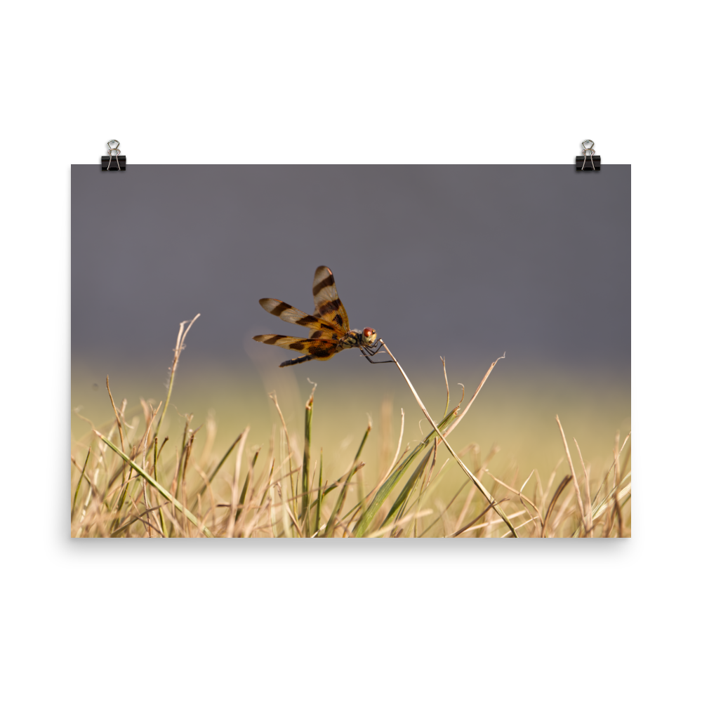 "Dragonfly Hanging On" Photo paper poster