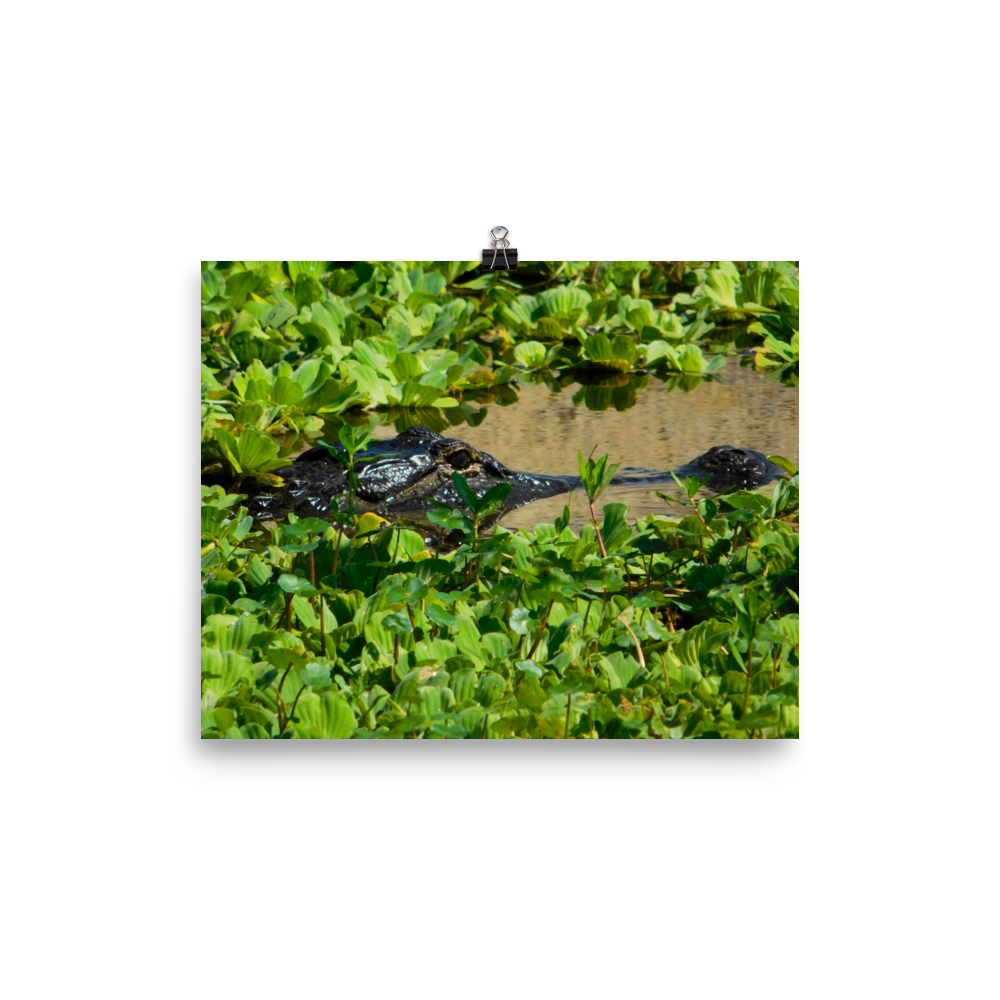 "Gatorflage" Photo paper poster