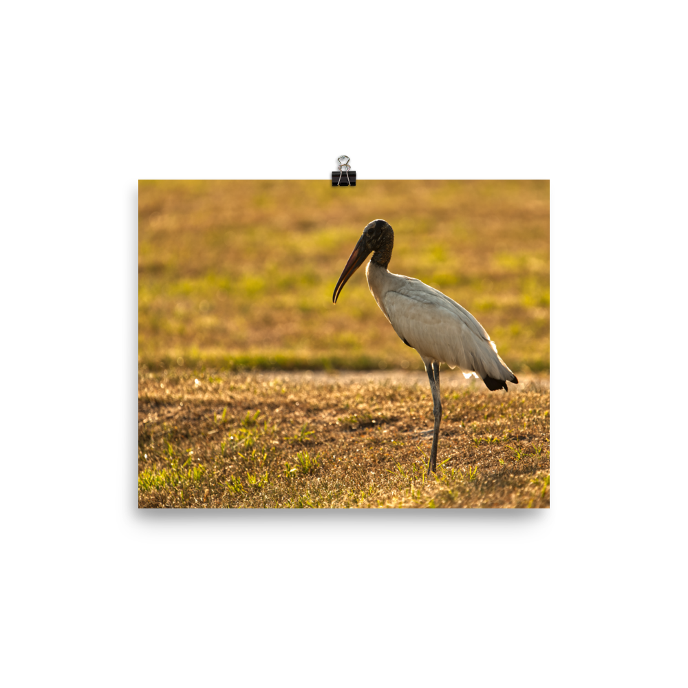 "Good Morning Wood Stork" Photo paper poster