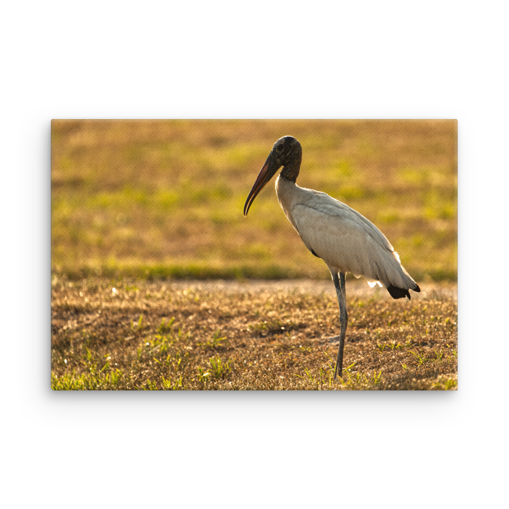 "Good Morning Wood Stork" Thin canvas